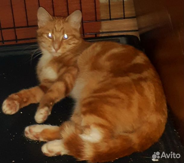 Рыжий мраморный молодой кот Гарфилд в добрые руки