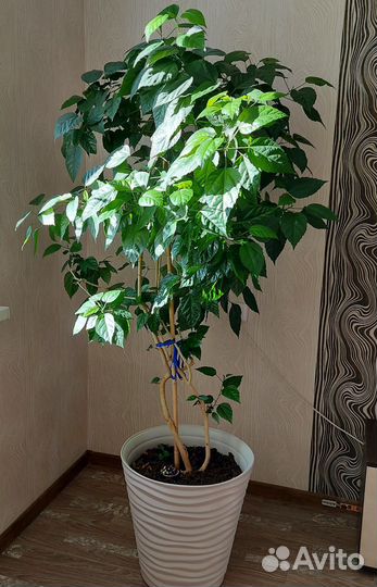 Китайская роза (гибискус)