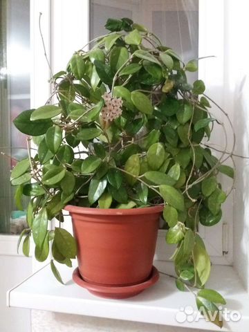 Хойя и 2 отростка с корнями