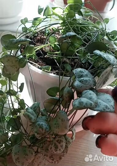 Церопегия Вуда