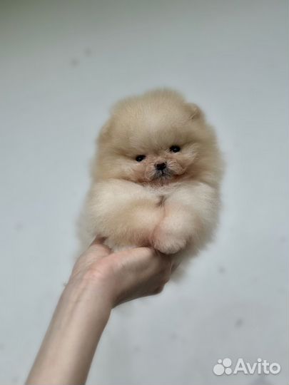 Померанский щпиц мини