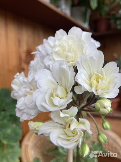 Сортовые пеларгонии