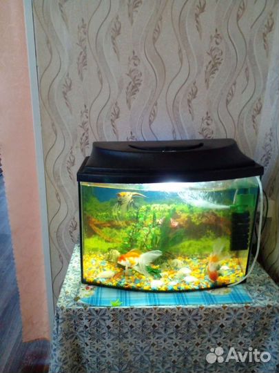 Аквариумные рыбки