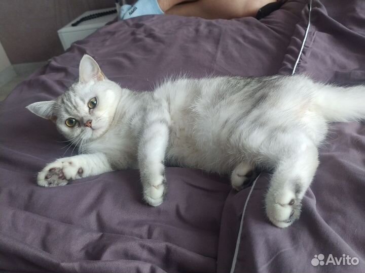 Британская кошка