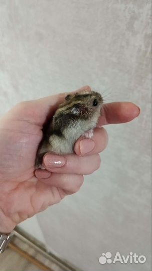 Клетка для хомяка
