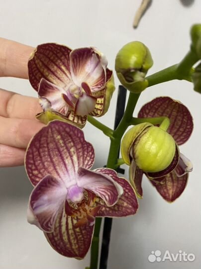 Орхидея фаленопсис Равелло Бантик