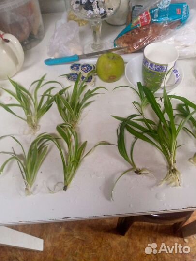 Хлорофитум