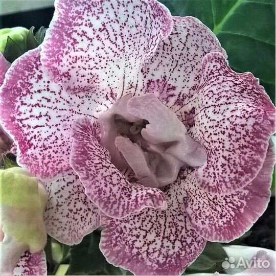 Глоксиния Сударушка