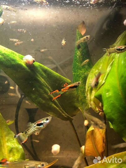 Гуппи эндлера