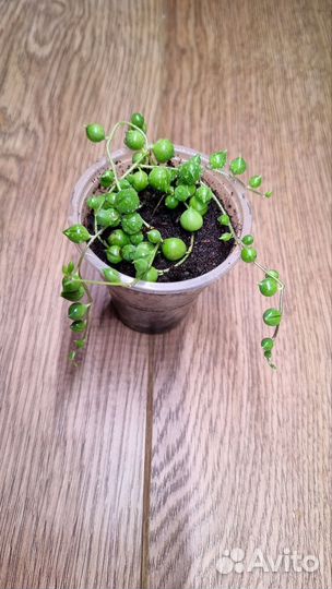 Комнатные растения