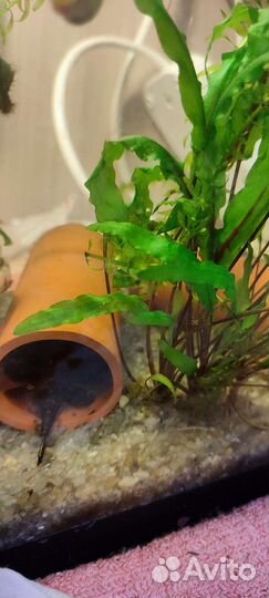 Трубка для сомиков