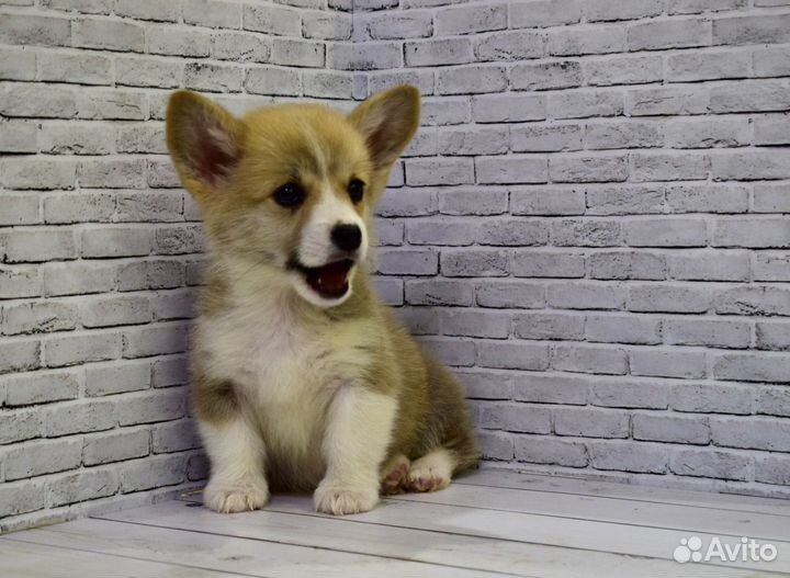 Лучшие щенки корги