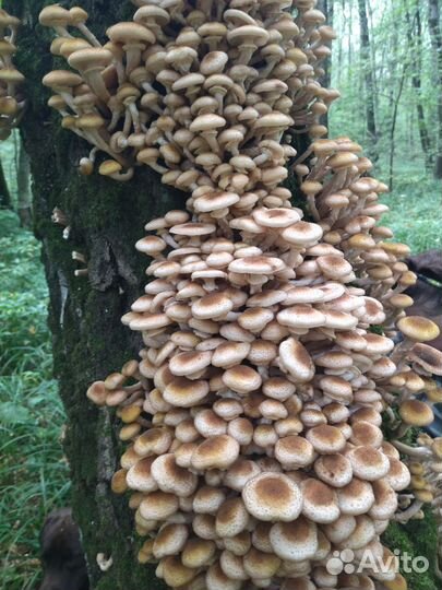 Грибы опята