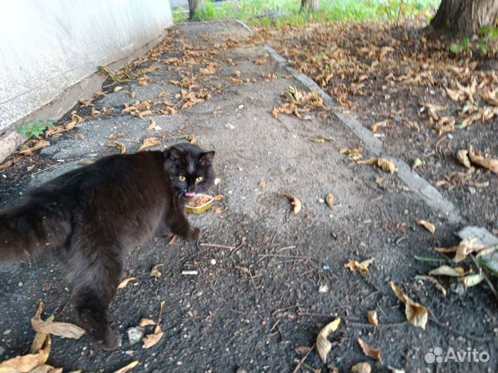 Мега ласковый в опасности