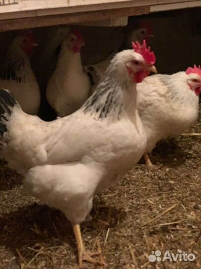 Инкубационное яйцо породистых кур