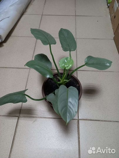 Филодендрон Silver queen