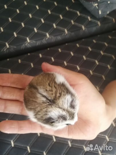 Хомячок с клеткой