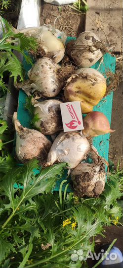 Лук Суворова декоративный