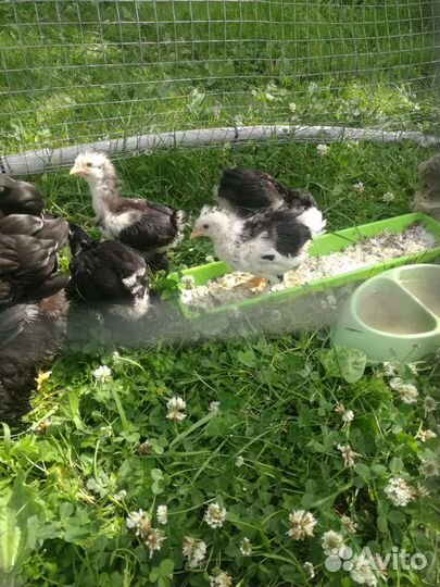 Цыплята кохихинов