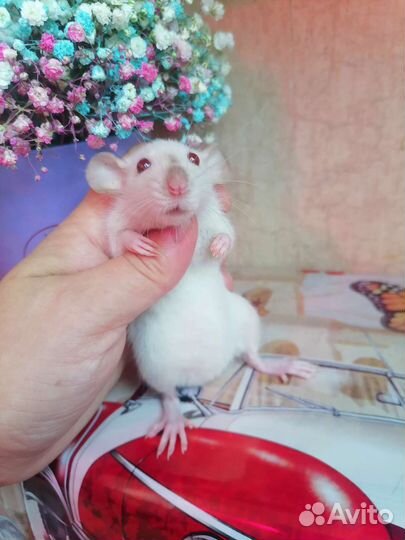 Крысята, крыса, Дамбо, клетка, доставка