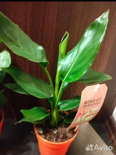 Стрелиция королевская