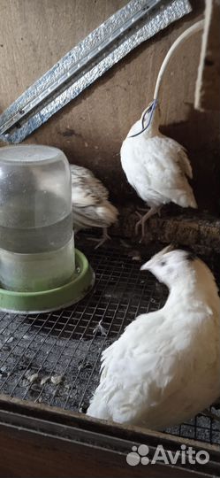 Домашняя птица перепела