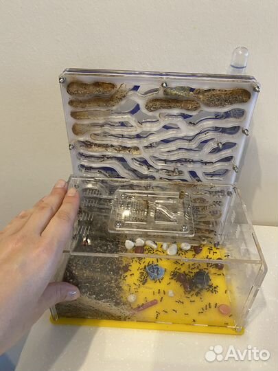 Муравьиная ферма большая