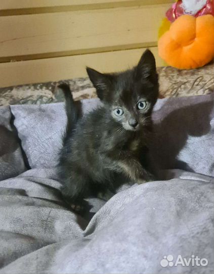 Котята 1 месяц 10 штук в дар