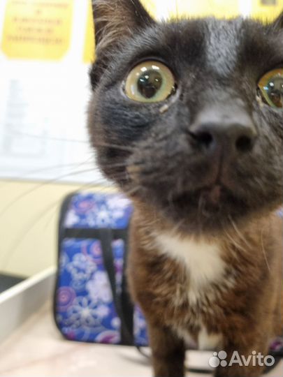 Молодой котик