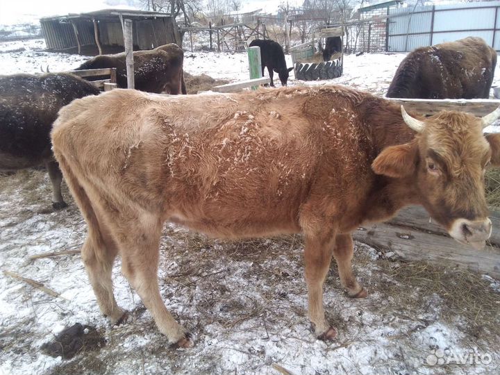 Коровы и телочки