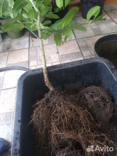 Лимон для дома и для неопытных в Ярославле