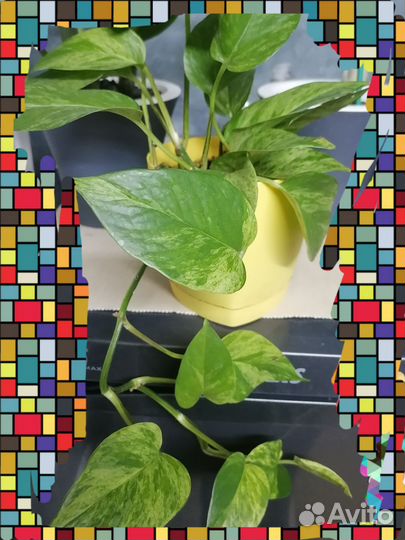 Сциндапсус