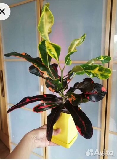 Кодиеум (кротон)