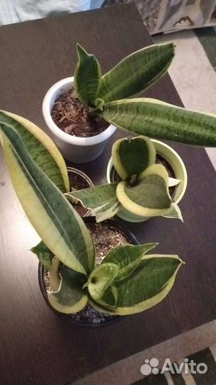 Сансевиерия