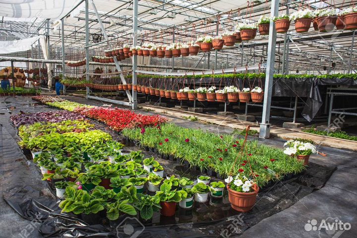 Вахта в Москве фасовщик рассады с проживанием