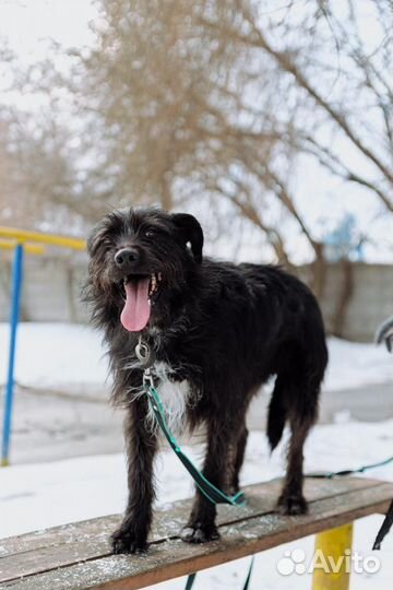Барон - самый дружелюбный пес на свете ищет дом