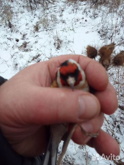 Певчие лесные птицы