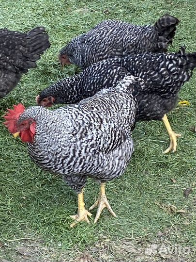 Петух породы Плимутрок