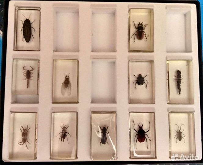 Насекомые и их знакомые