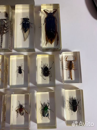 Насекомые в стекле