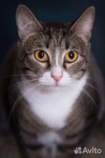 Котик Борька мечтает о семье