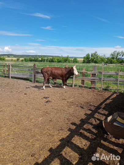 Продажа крс