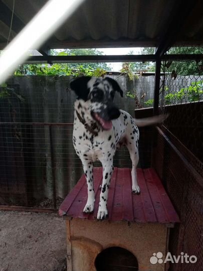 Далматинец