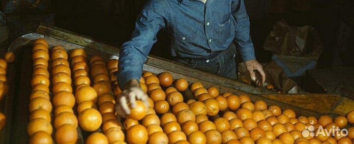 Сортировщик апельсинов рц