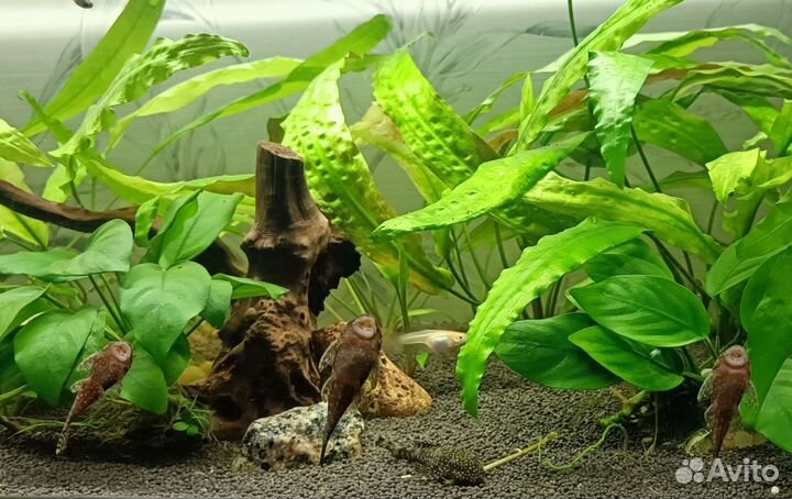 Аквариум 70 л