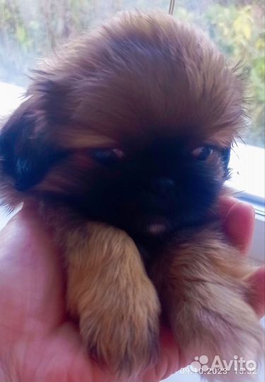 Щенки пекинеса