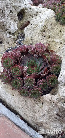 Камнеломка