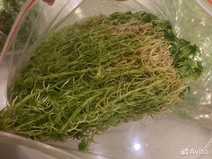 Мох сфагнум живой