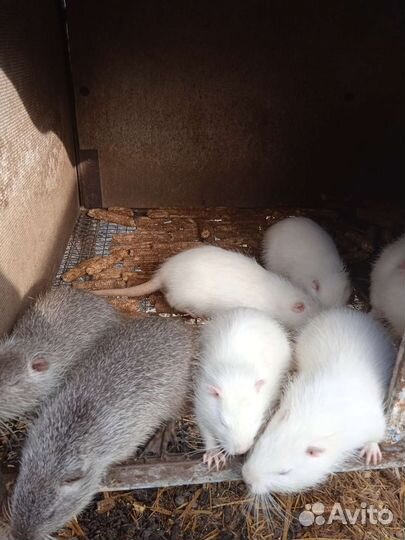 Нутрии малыши