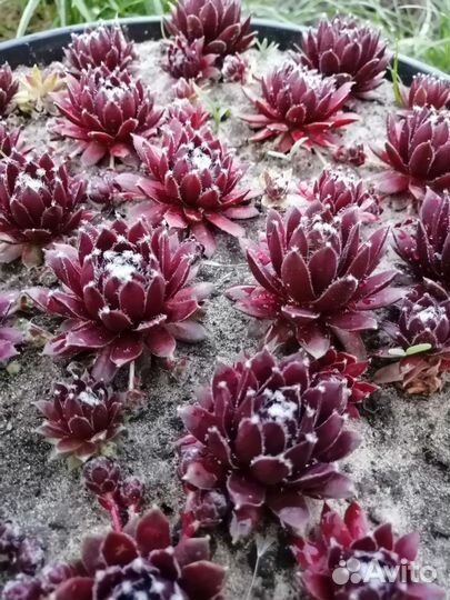 Суккуленты уличные